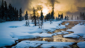 Yellowstone sunset in the winter with pine trees standing in the snow in front of a small creek